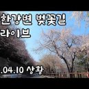 벚꽃여행/ 북한강변 벚꽃길 드라이브 , 양평 내추럴가든529 카페 [종구튜브여행] 이미지