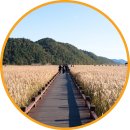 순천만힐링 | 순천만습지 갈대밭 철새 관광지 전남 순천 가을 여행지 추천