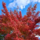 단풍나무 이미지