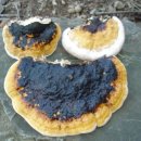 하얀버섯 이미지