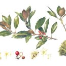 우리 꽃 세밀화 이미지