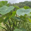 알토란이 대박이네요 이미지