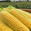 제주 빙새기 이미지