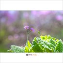 앵초 - 유성구 엑스포로 488 | 앵초