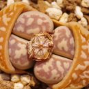 marmorata cv. "Johnson's Pinkish" 이미지