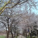 갈산공원(중간) | 양평 갈산공원 물소리길 산책코스, 주차장과 벚꽃 명소 정보 정리
