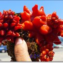 통영 욕지도맛집/국내산 최고의 고등어회 맛을 즐긴다^^ 해녀김금단포차 이미지