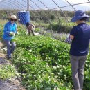 신당농장 이미지