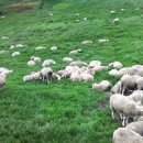 왕성목장 이미지