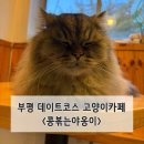 고양이 자리 | [인천/부평] 깔끔한 고양이 카페 데이트 코스 추천 “콩볶는야옹이” 솔직후기