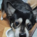 미뇽펫푸드 이미지