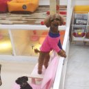 퀸펫살롱 이미지