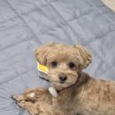 멍멍하누 이미지