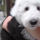 건국동물병원 이미지