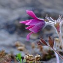 동강할미꽃펜션 이미지