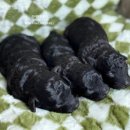 토이켄넬 이미지