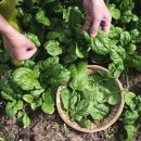 남해-300 | 🌿 바다의 바람을 머금은 신선함 - 산지직송 국산 남해 시금치 300g – 당일수확, 진짜 신선한 맛!