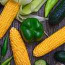 옥수수 동물병원 이미지