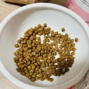 광화문동물병원 이미지