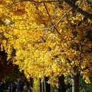 (주)나무연구소 | [공지] 전라도 단풍맛집 전라남도산림연구원. 나주 산림자원연구소 가을여행지 후기