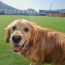 레오나르독 이미지