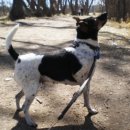 남부켄넬 이미지