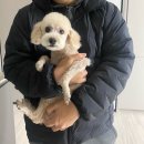 큐티멍 | 포항 남구 애견미용 큐티멍