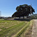 대곡농로 이미지