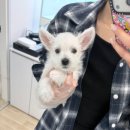하이퍼피강아지분양군 | 서초강아지분양 화이트테리어 웨스티
