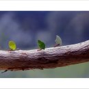 개미 농장 이미지