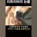 대한리트리버 이미지