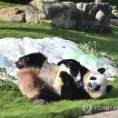 판다 이미지