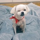 위더스동물병원 이미지