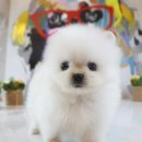 도그마루 강아지고양이 김해창원점 이미지