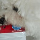 안녕, 내강아지 | 강아지 탄산 스파 | 내 돈 내산 사용 후기 공개! | 각질·냄새 제거 효과는?