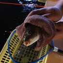 죠스실내낚시카페 이미지