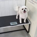 까끼애견미용 이미지