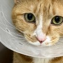 24시하나린동물의료센터 이미지