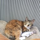 좋아서하는 동물병원 이미지