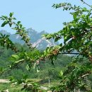 삼복농장 이미지