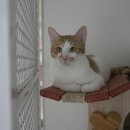 나비야