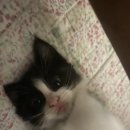 캣냥 | 스트릿 캣냥이 육성기 #2