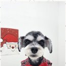 신세계 애견미용샵 이미지