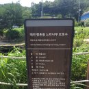 원정들1 | 대전 걷기 좋은 명소 평촌동 느티나무 보호수, 원정역