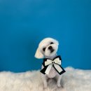 퍼스트멍멍 이미지