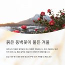 태위로 | 12월 감성 충전! 제주도 동백꽃 명소와 주변 카페 추천