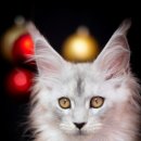 다다쿤(DADACOON) 이미지