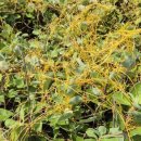 숨비기낭 이미지