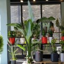 운정블라썸꽃집 이미지