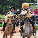 춘천 송암스포츠타운 승마장 이미지